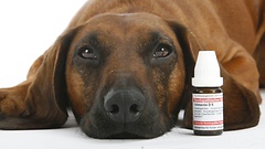 Arzneimittel für Tiere sind Gegenstand der ersten Petition, die der Ausschuss berät.