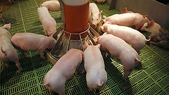 Hausschweine, Ferkel im Stall an Futtertrog