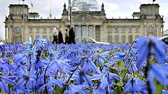 Blausterne blühen in Berlin auf einer Wiese vor dem Deutschen Reichstag