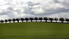 Bäume in einer Reihe unter Gewitterwolken