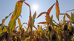 Maispflanzen auf einem Feld