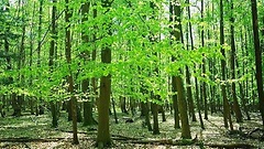 Blick in einen Laubwald im Frühling