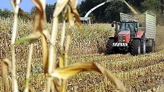 Ein Maisfeld wird mit Hilfe eines Traktors abgeerntet.
