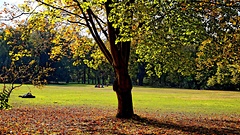 Liegewiese im Herbst mit Baum.